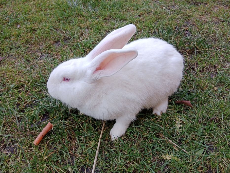 Samiec termondzki biały, termondy, termondzkie