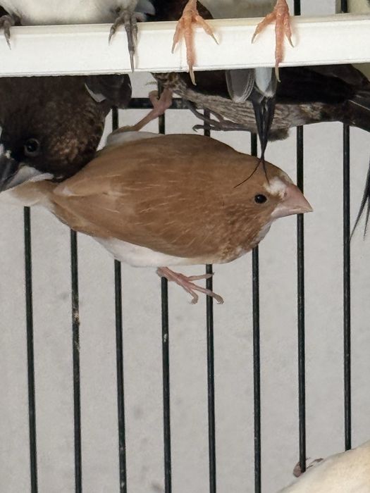 Bengalins - aves