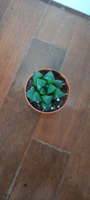 Suculentas, catos e plantas