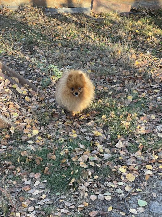 Супер дівчинка мішка