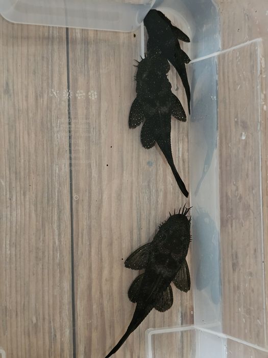 L183 Starlight Pleco