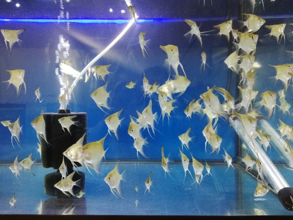 Peixes Escalares gold e zebra