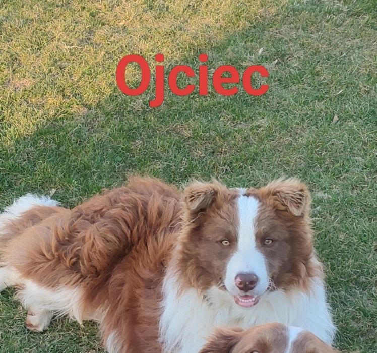 Border collie szczenię