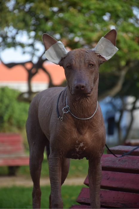 Lyborius Legacy - Cão Sem Pelo do Mexico