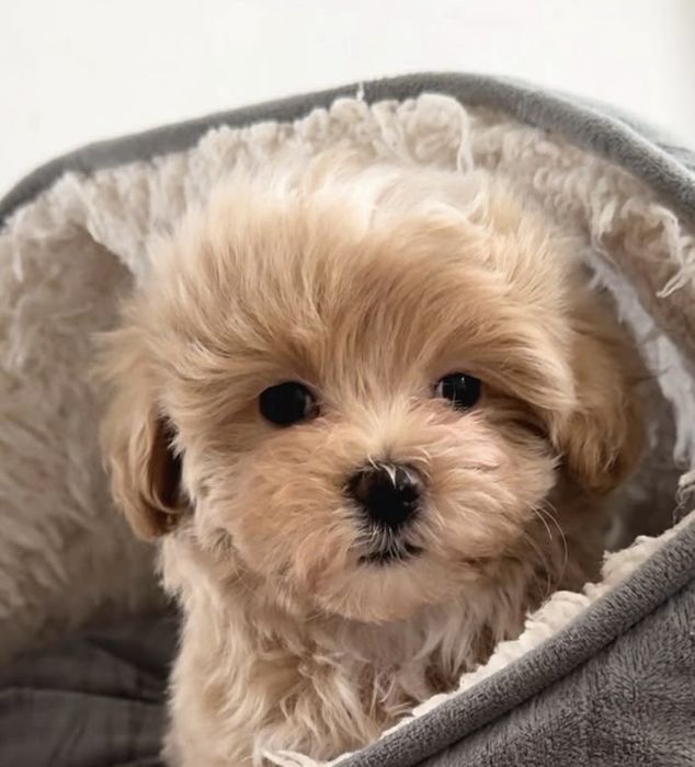 Мальтіпу f1, дівчатка.