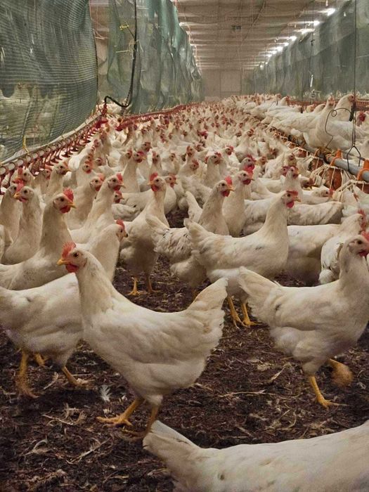 Młode kury nioski odchowane z Jajkiem