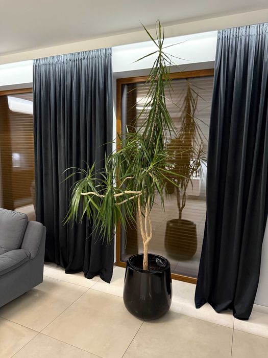 dracena bardzo ładna z donicą 265cm