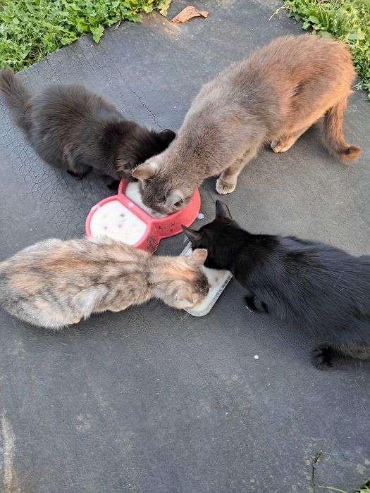 Віддам гарних кошенят в добрі руки