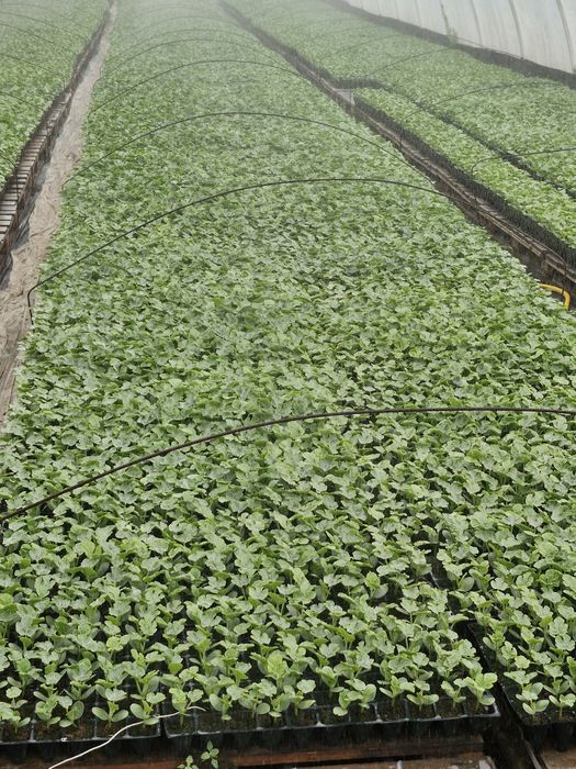 Продам розсаду гібридів кавуна