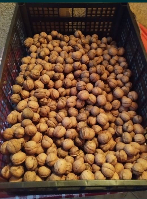 BIO Orzechy włoskie 3 kg bardzo dobre
