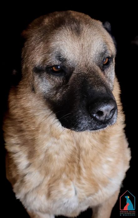 Orson 261/12 - SZUKA DOMU!