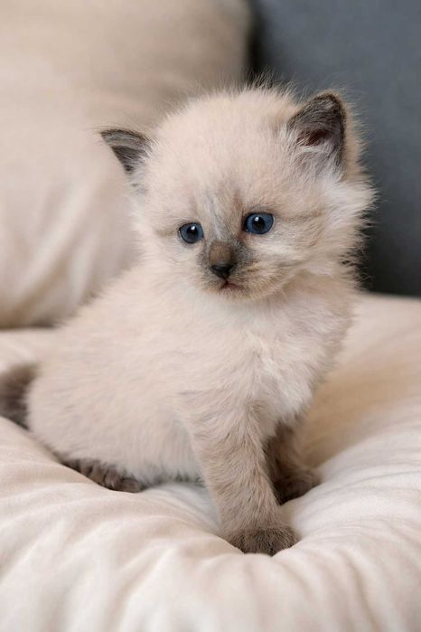 Kocur Syberyjski Neva Masquarade