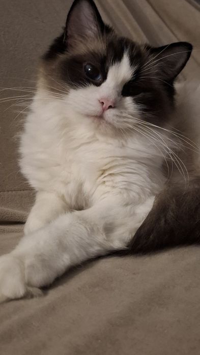 Koteczka seal bi color Fpl