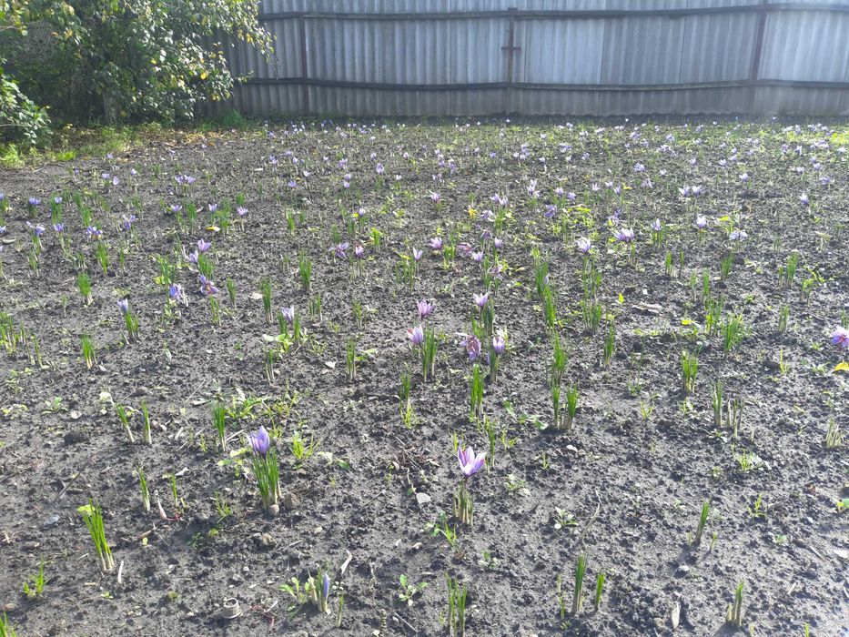 Шафран. Крокус Sativus. Урожай 2023