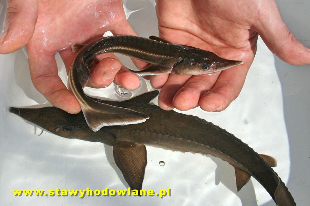 AMUR 10cm..Tołpyga lin karp karaś jesiotr miętus pstrąg sandacz węgorz
