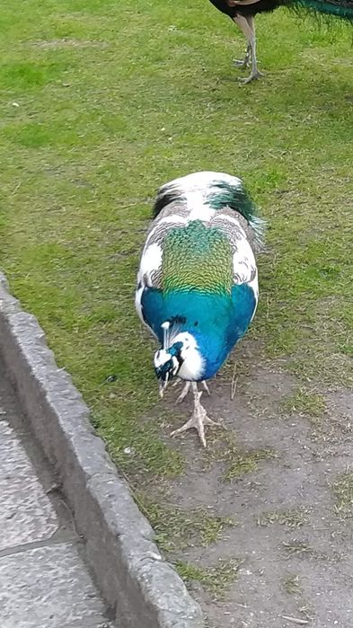 Ovos de pavões azul e branco