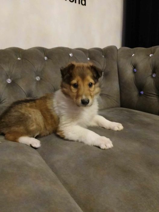 Suczka owczarek szkocki collie długowłosy