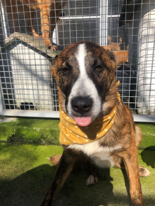 Toy - cao jovem para adocao