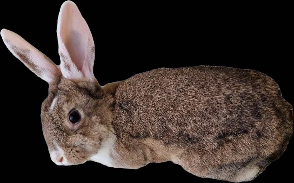 Кролики 4 місяці