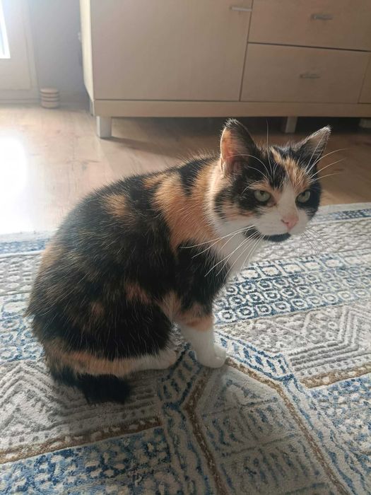 Szukasz jedynaczki? Wiki chce mieć Twoje serce tylko dla siebie!