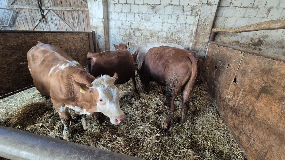 Jałówki mięsne do dalszego chowu