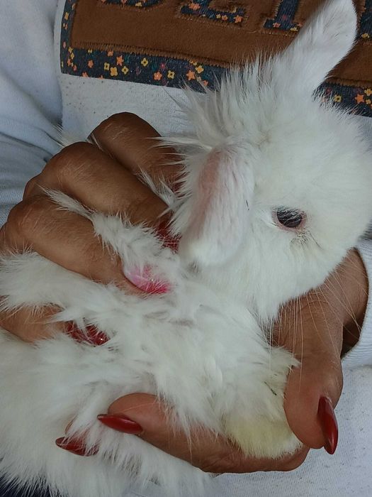 Coelhos Anões - Orelhudos - Mini Lop