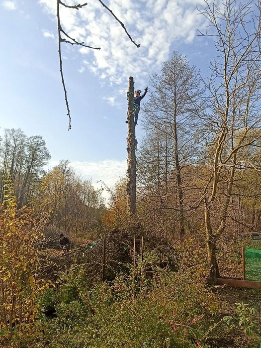 Wycinka drzew, metodą alpinistyczną lub tradycyjną.
