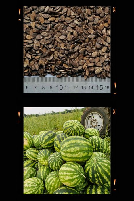 Насіння кавуна АУ Продюсер першої репродукції