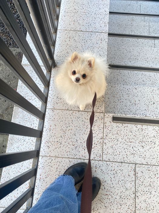 Вʼязка померанський шпіц