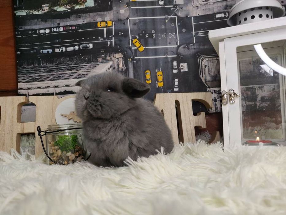 Urocze króliczki Mini Lop. Wolne maluszki.
