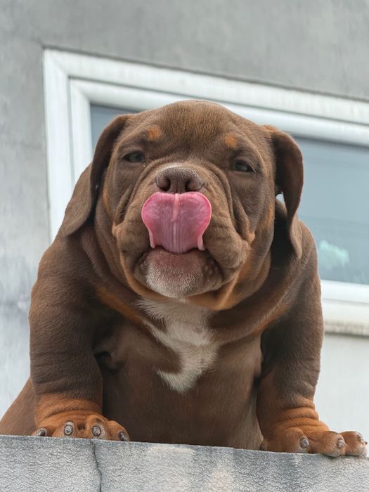 American Bully Micro