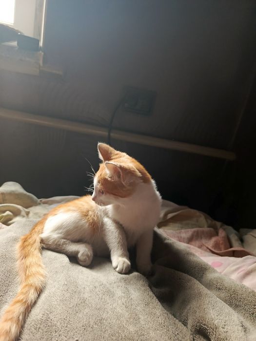 котиков в добрые руки