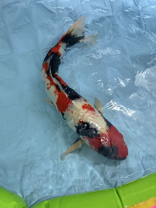 Carpa koi showa 60cm