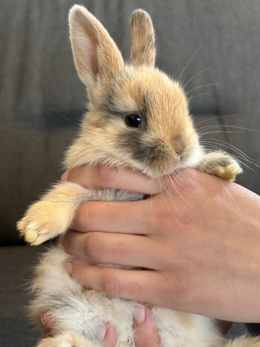 Królik miniaturka karzełek Mini lop