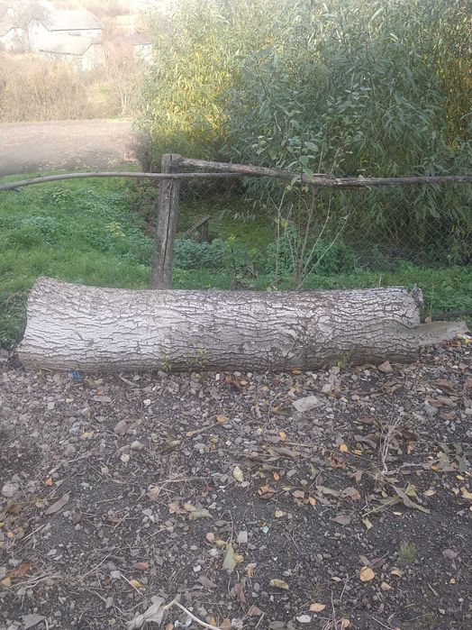 Продається горіховий стовбур