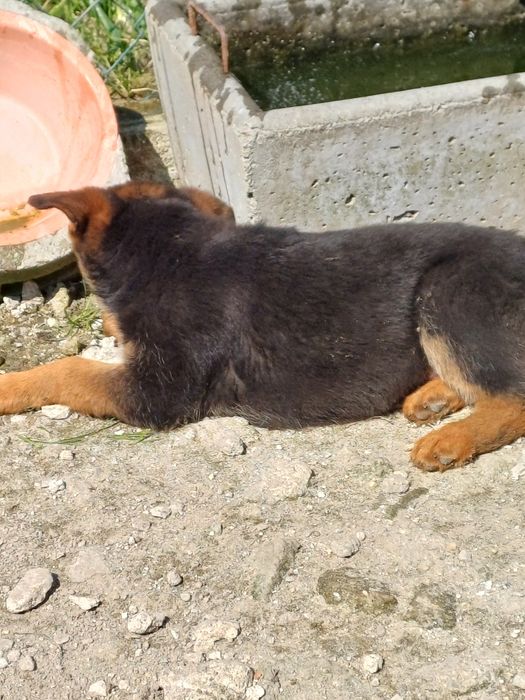 Fêmea Pastor Alemão Cachorro TOP