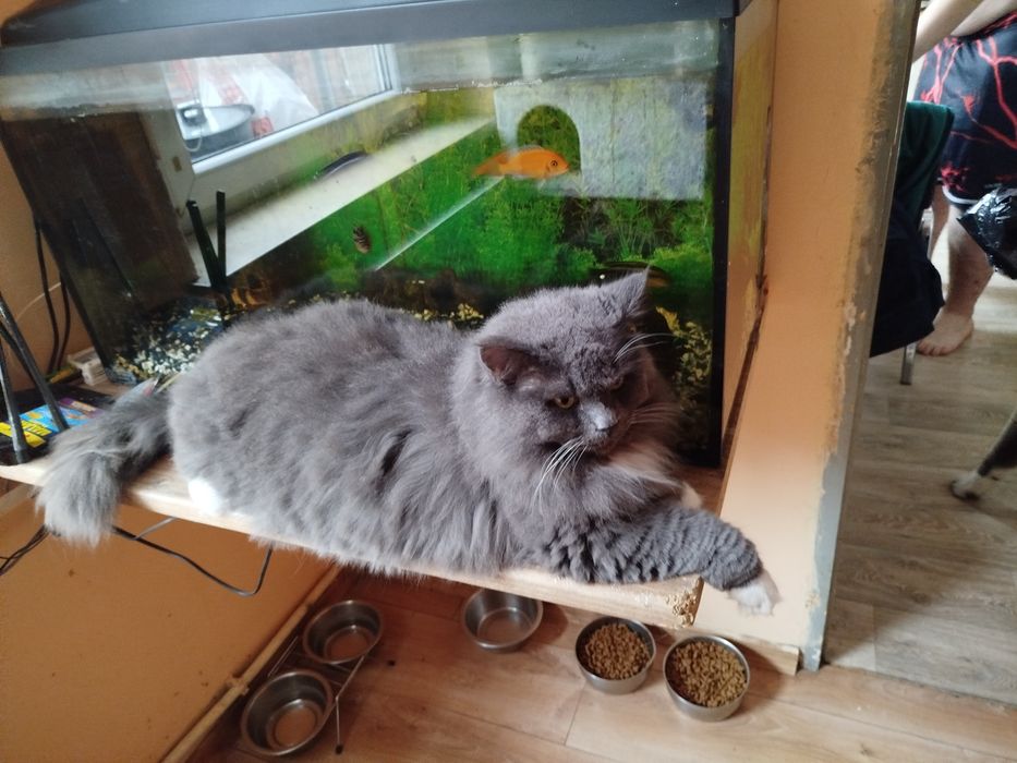 Kotka norweska -do rezerwacji