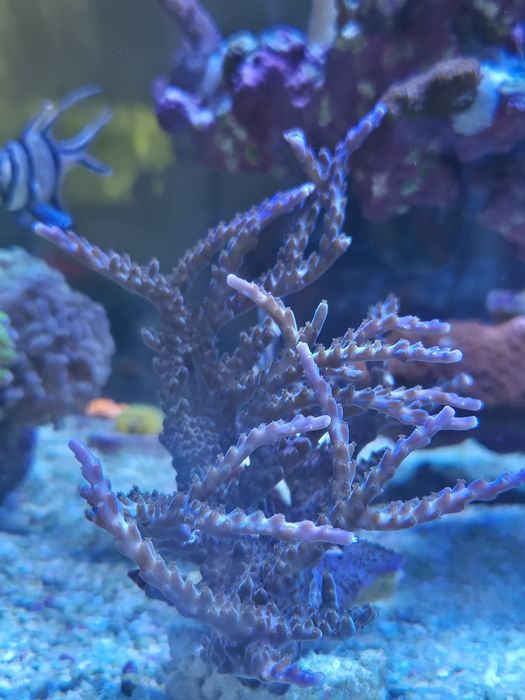Coral duro sps colónia