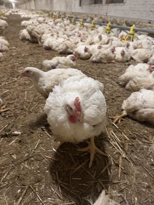 Продам бройлер. Курка.