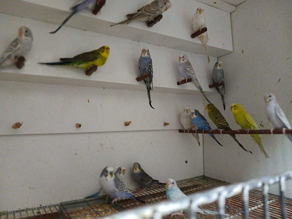 Piriquitos Australianos