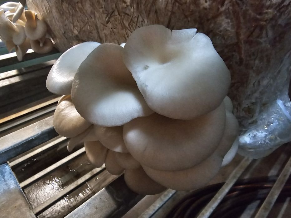 Sprzedam świeżego boczniaka