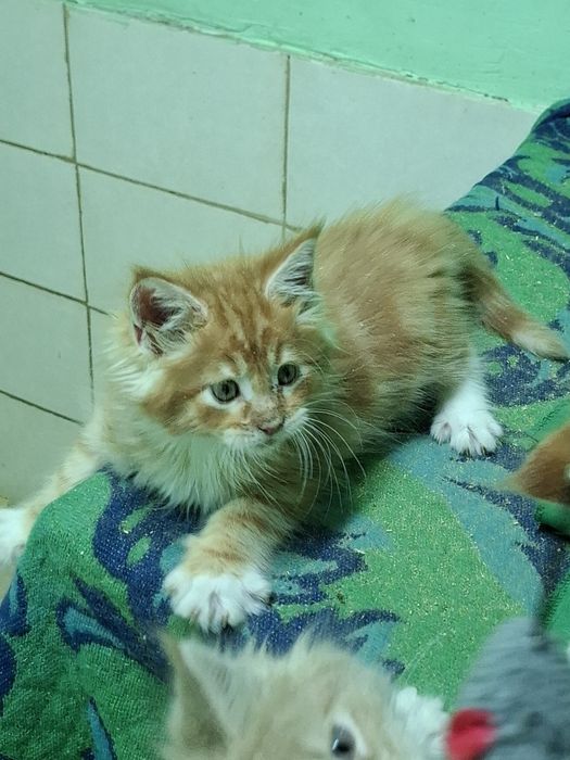 Большой выбор котята мейн-кун