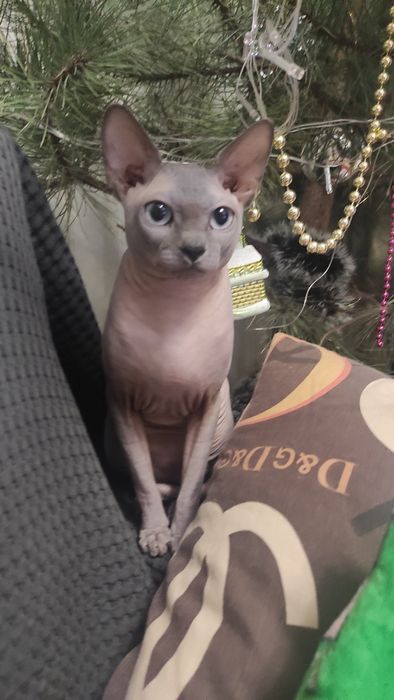 В'язка канадський сфінкс (резинка)