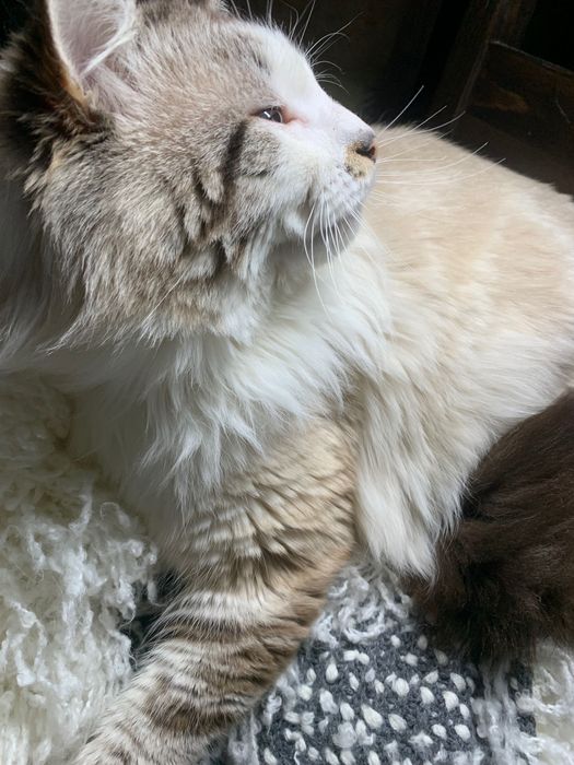 Кіт породи регдол для вʼязки