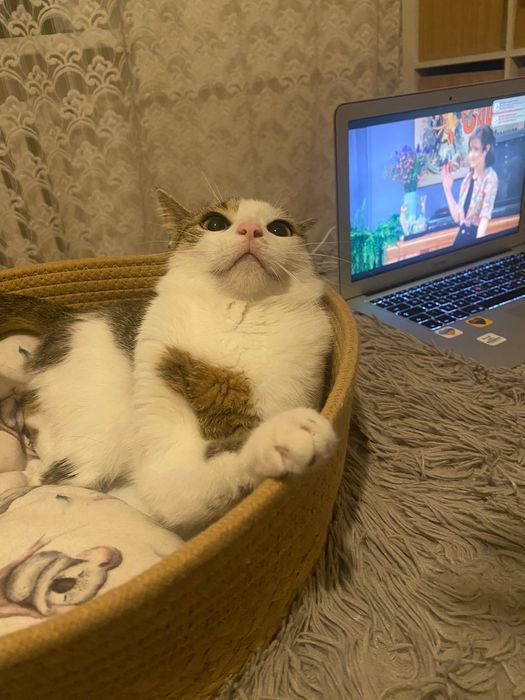 Poszukujemy dobrych właścicieli dla ślicznego kociaka.