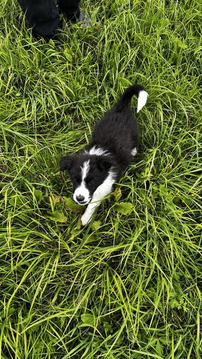 Border collie czarno-biala suczka „Malina”