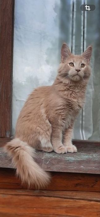 Кошенята мейн-кун.