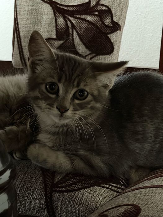 Милі кошенята шукають дім