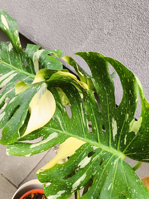 Monstera Thai duża
