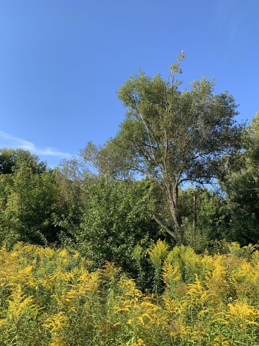 Мальовнича ділянка